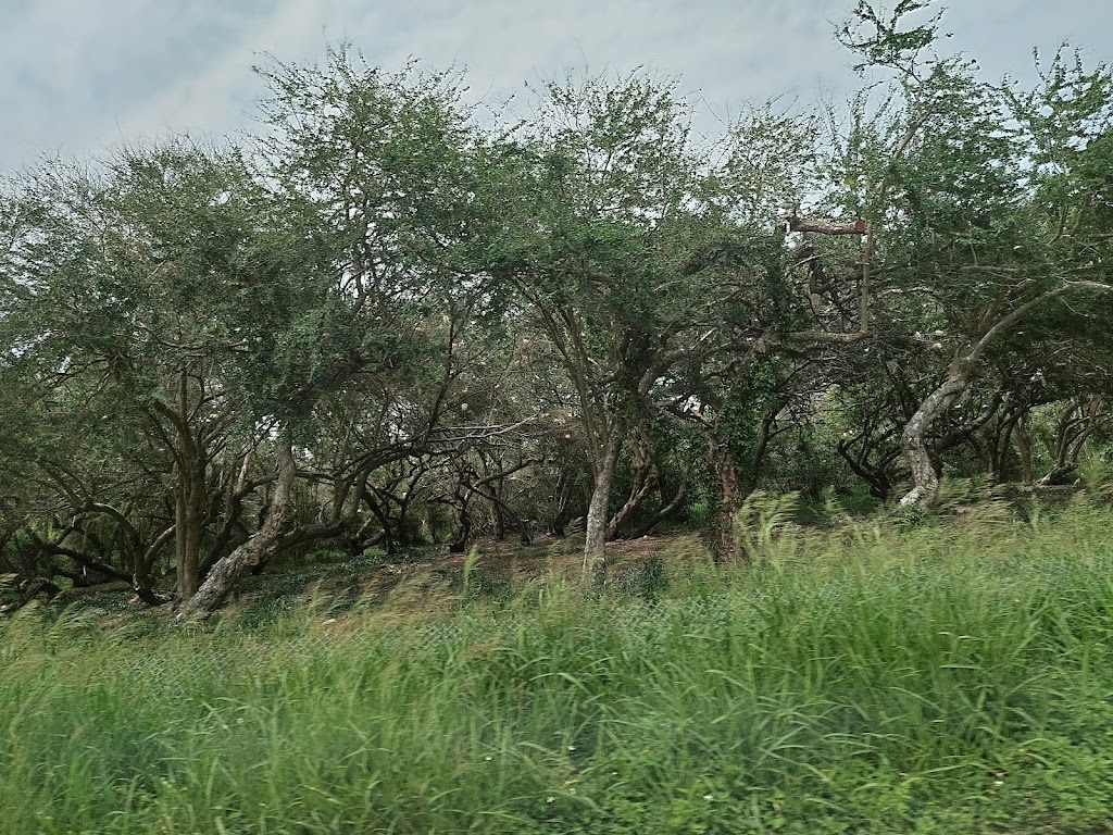 交流道候鳥群