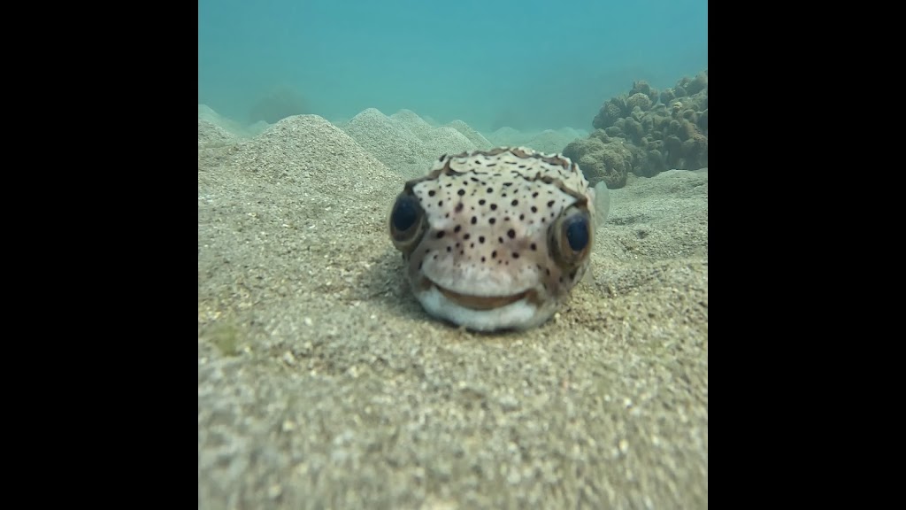 浪嶼.潛行 浪嶼.潛行