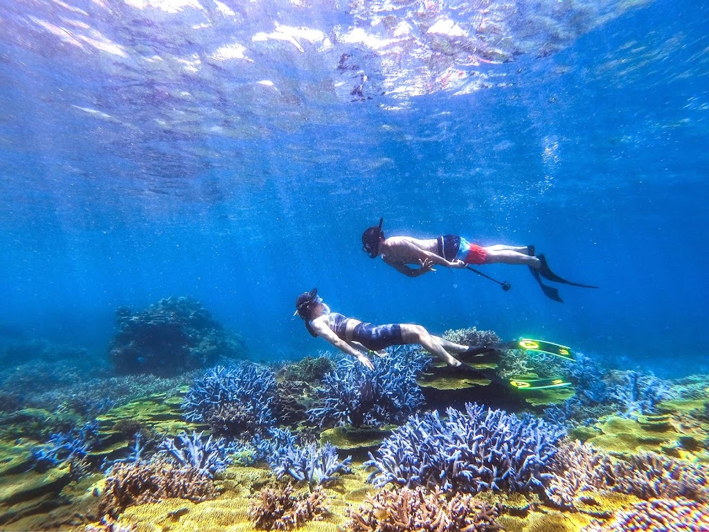 珊瑚礁旅遊 Coral Reef Travel